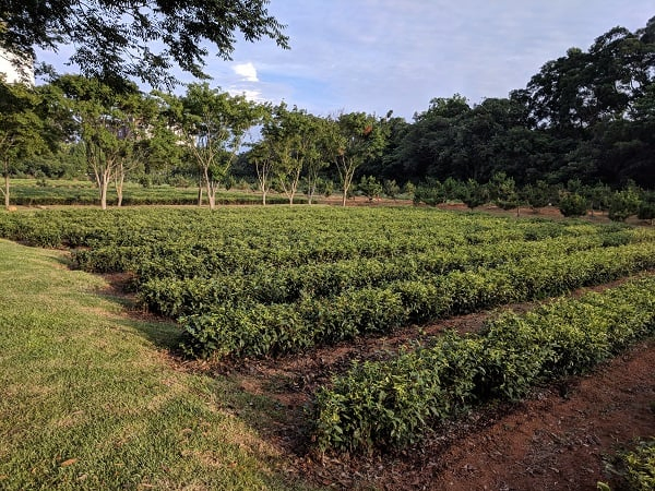 tea plantation in Taiwan