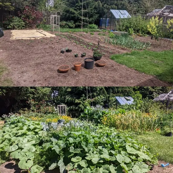 dividend income update July 2021. Backyard garden