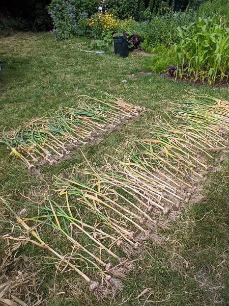garlic harvesting