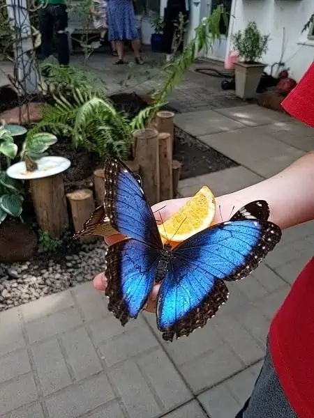 Butterfly house 