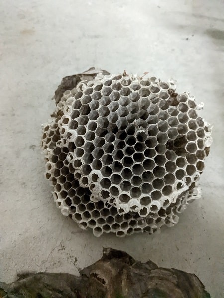hornet's nest