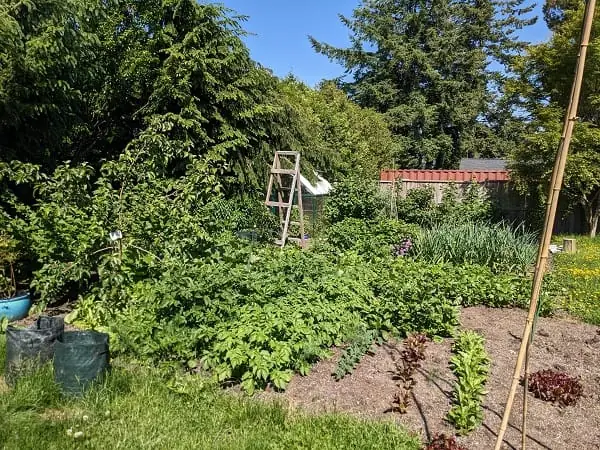 The backyard garden 
