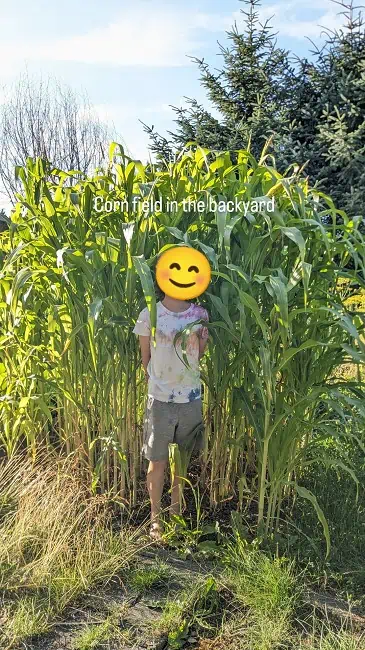 corn in backyard