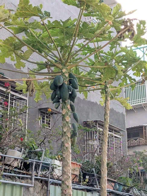Papayas in the residential area

