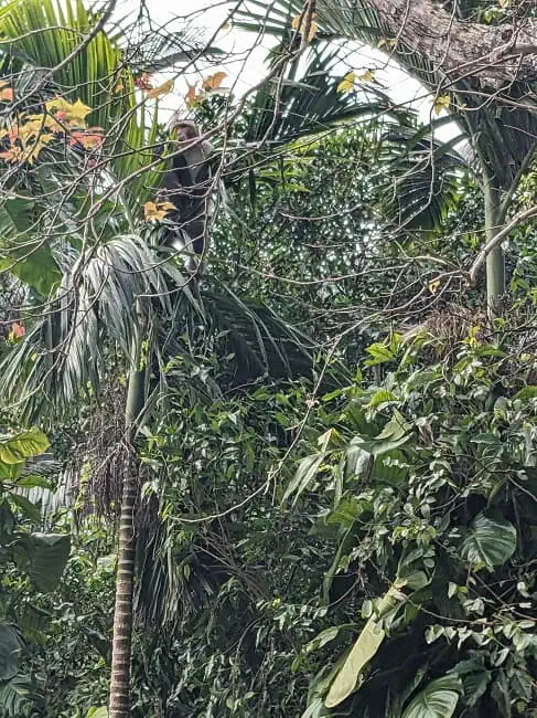 Wild monkey
