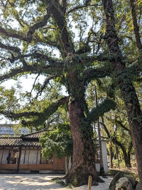 A nice Japanese house with a calm garden in the middle of a busy city
