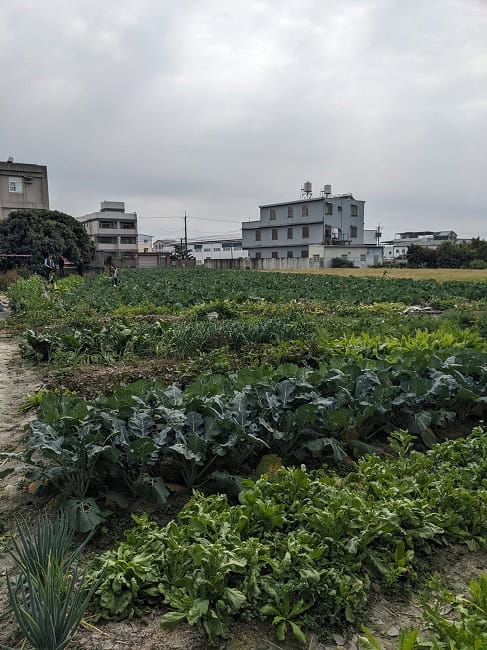 Part of the farm growing veggies. Mrs. T asked when we could have a yard this big…
